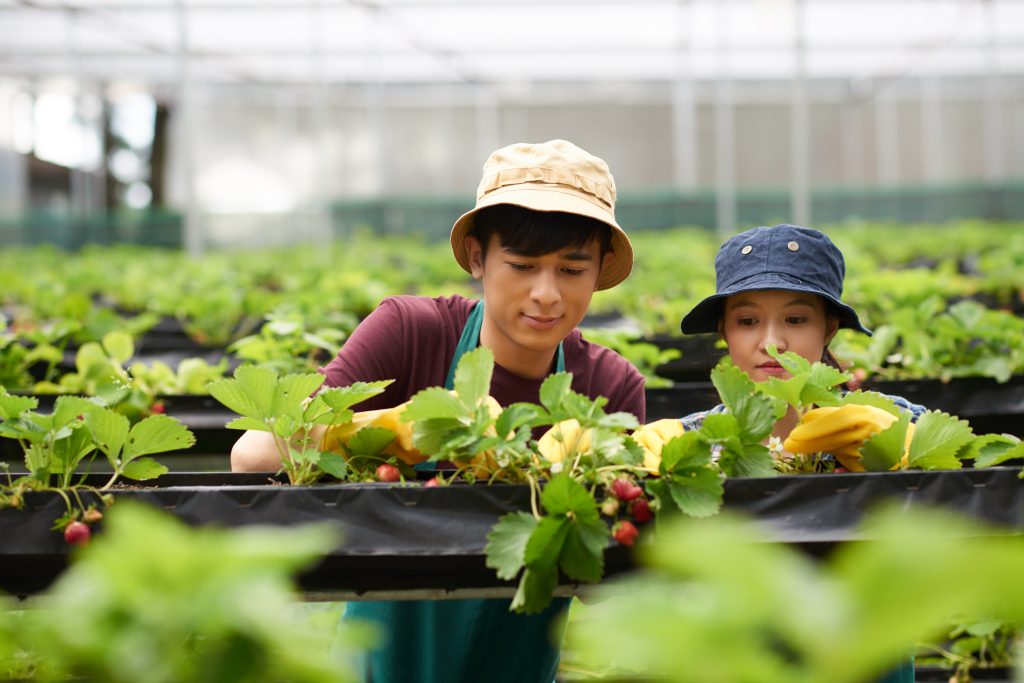 Agriculture (農業)